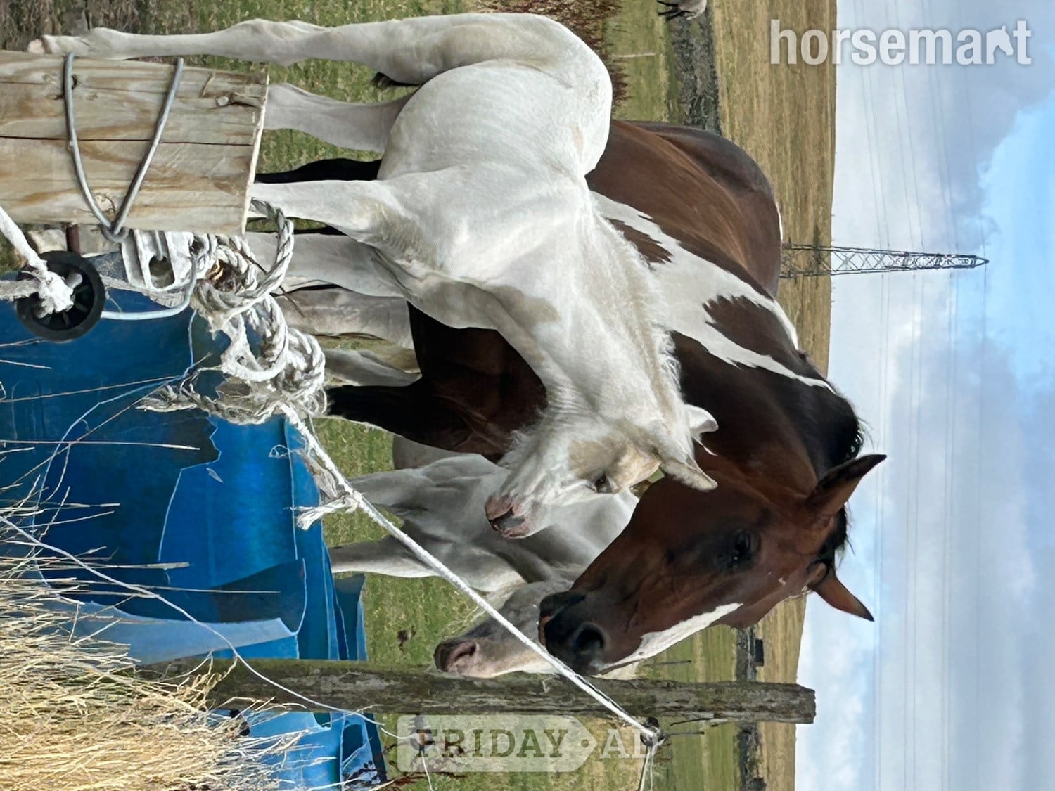 "Dotty  (stable name)" Buckskin Filly Youngstock / Foal - Horses in Burnley