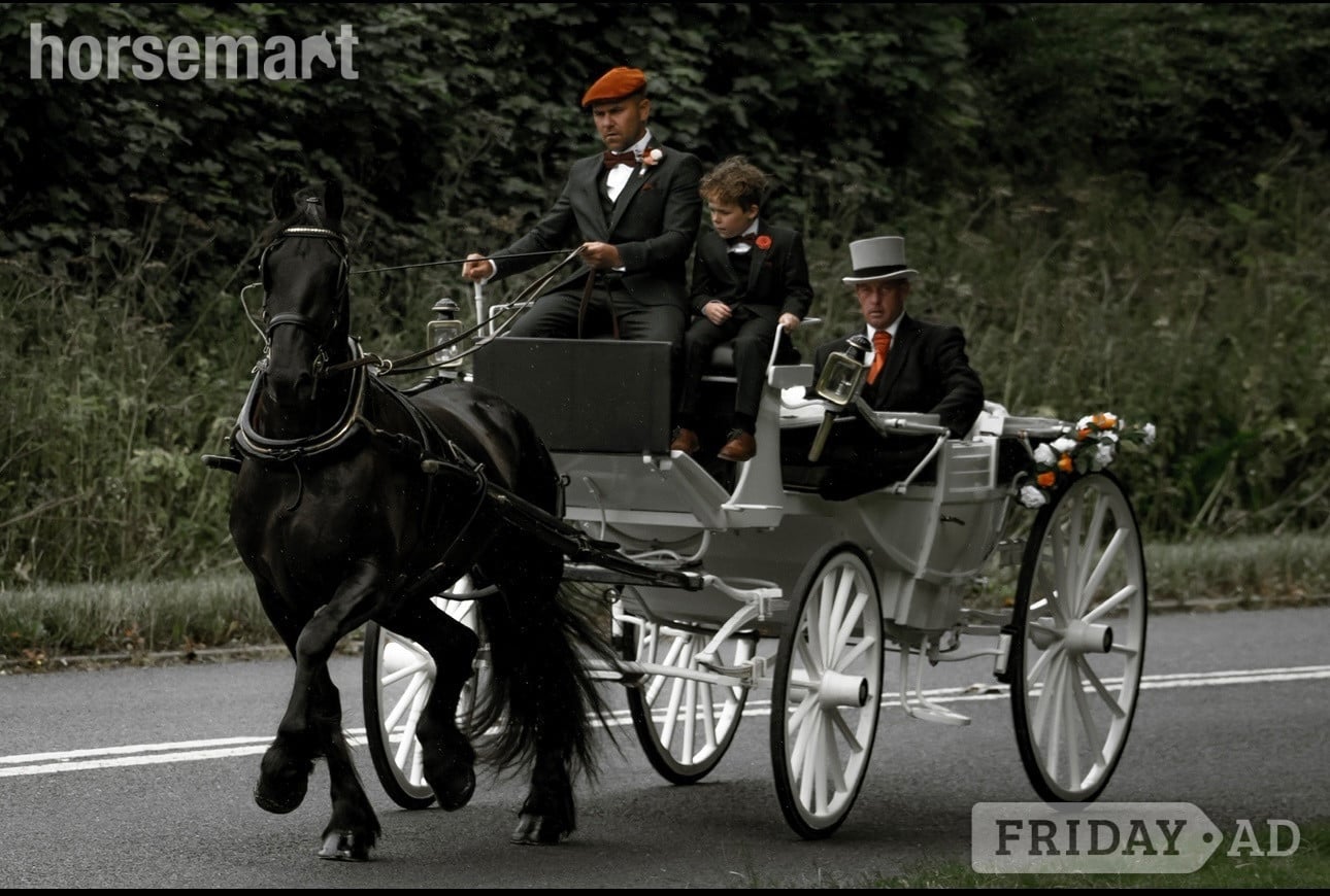 "Khaleesi" Black Mare Cob/Heavy Horse - Horses in Batley