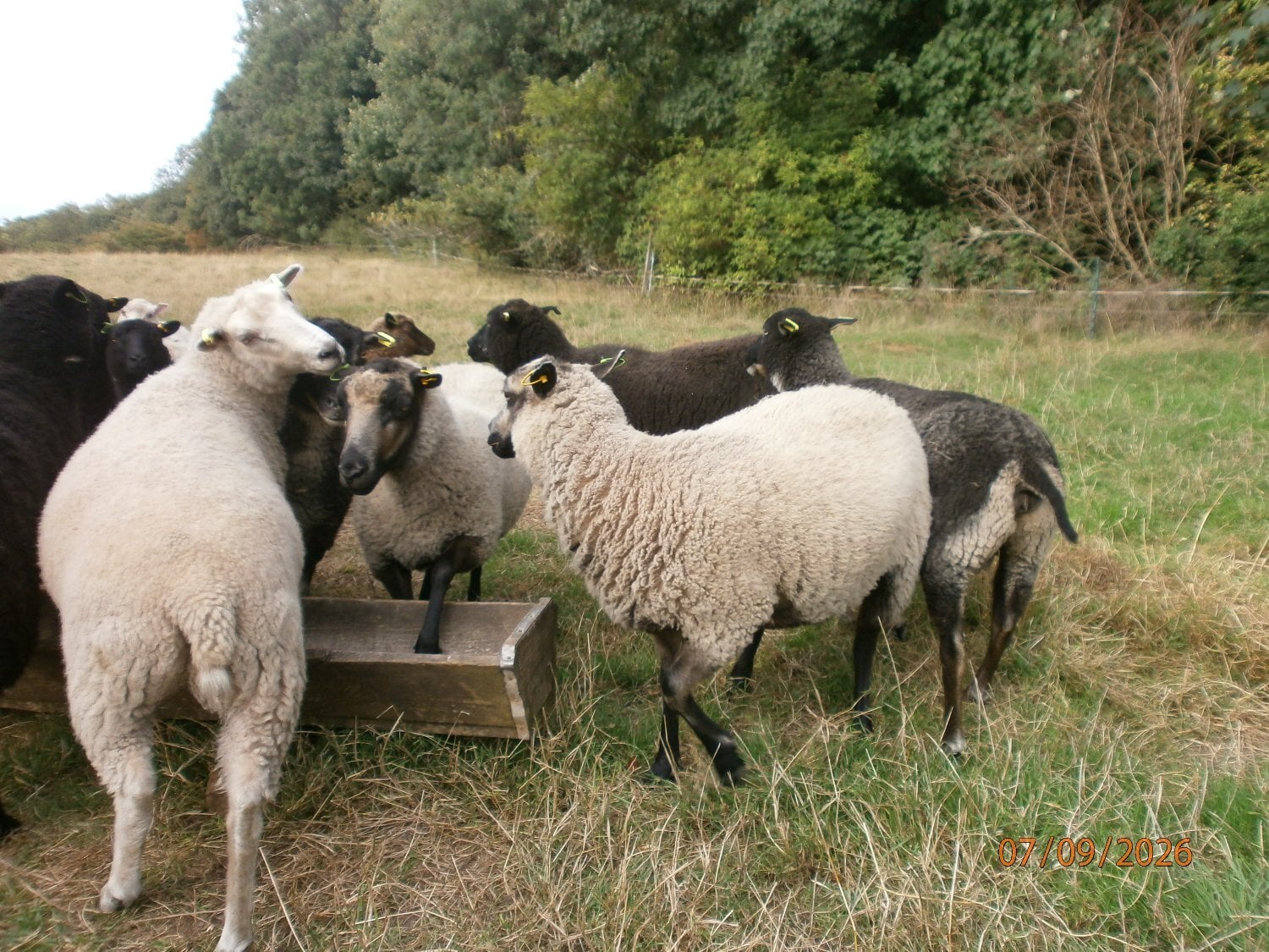 Brigg Shetland gimmers. Pedigree SSS registered.