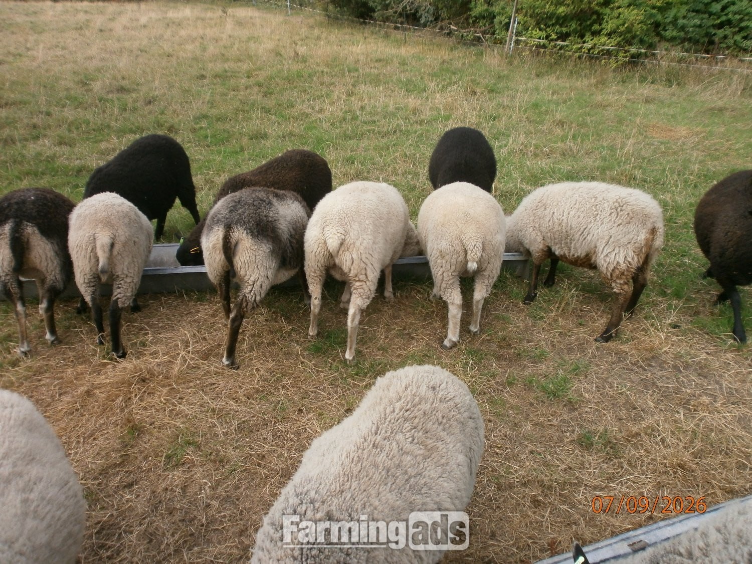 Shetland gimmers. Pedigree SSS registered. - Livestock in Brigg