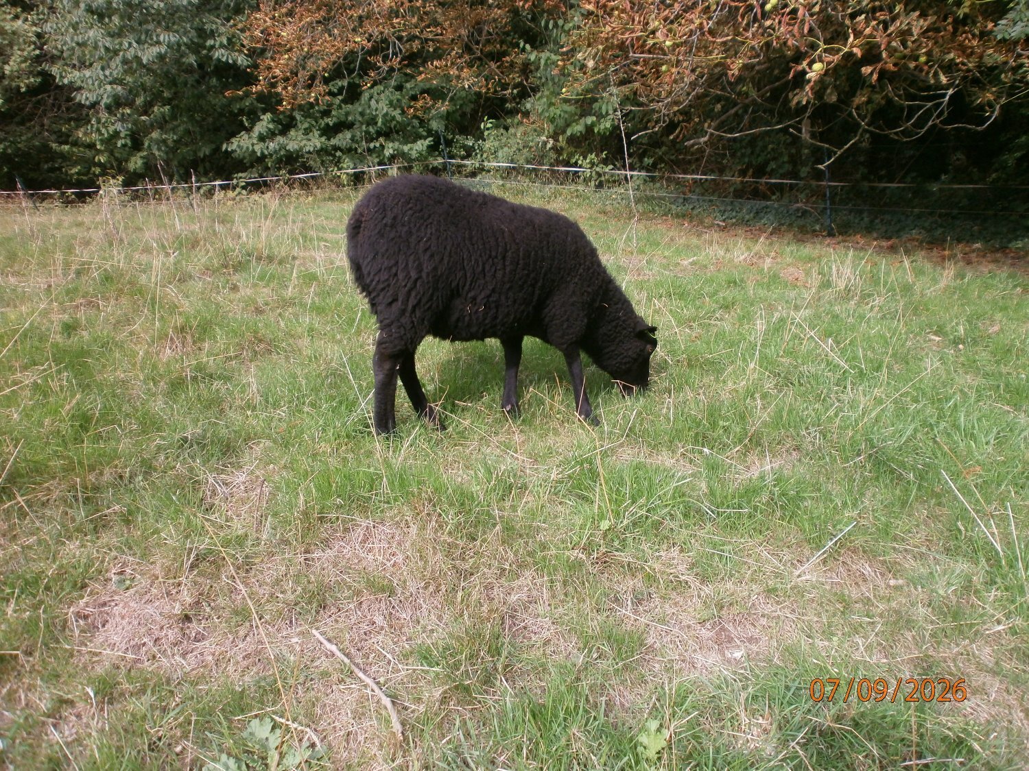 Shetland gimmers. Pedigree SSS registered. - Livestock