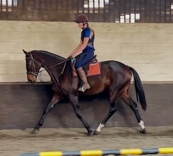 "Bailey" Dark Bay Mare Ex Racehorse