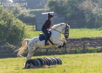 Horse sharer wanted 🐴 – 15.2 Clayton, nr Pyecombe/Hassocks