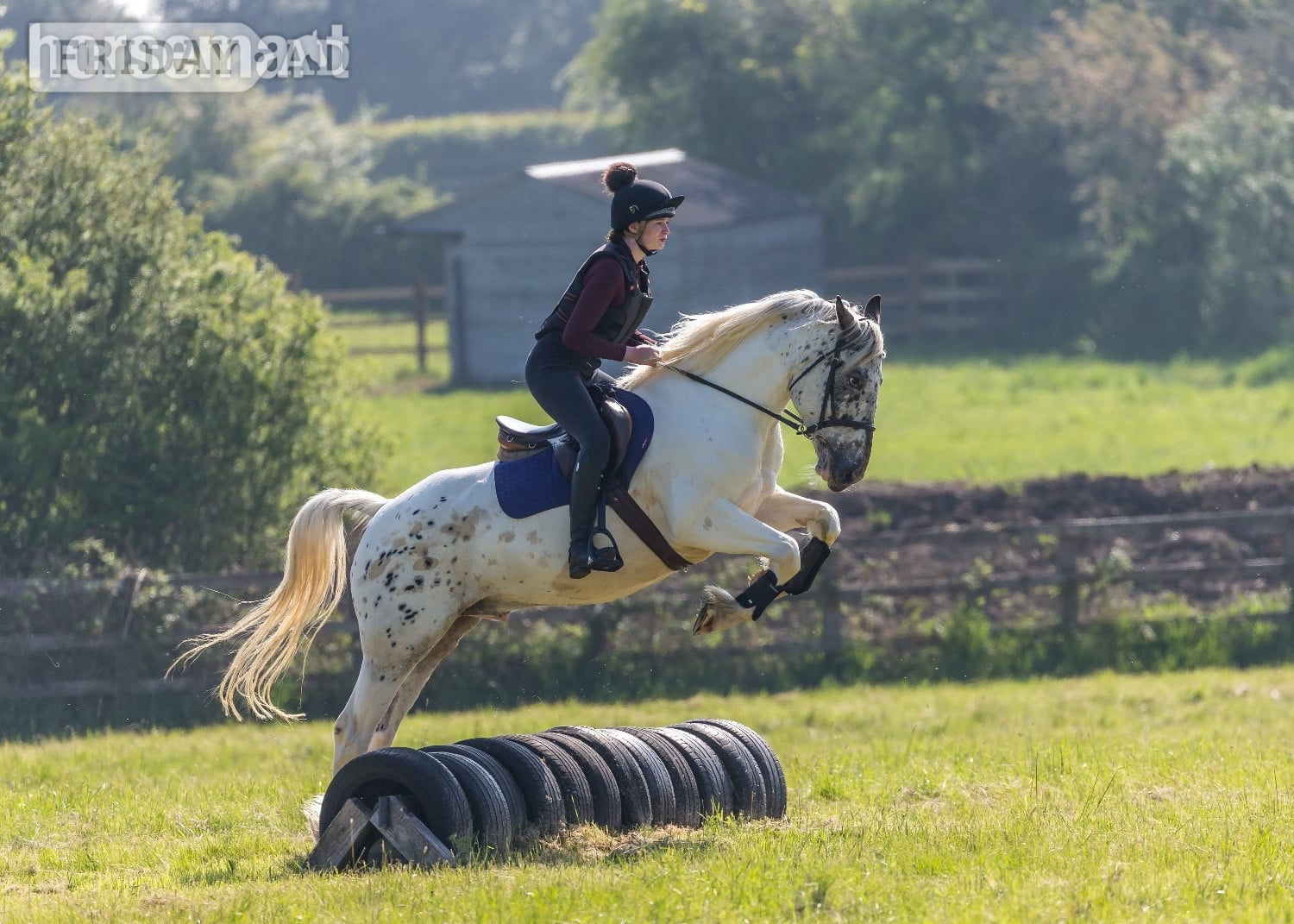 Horse sharer wanted 🐴 – 15.2 Clayton, nr Pyecombe/Hassocks in Hassocks