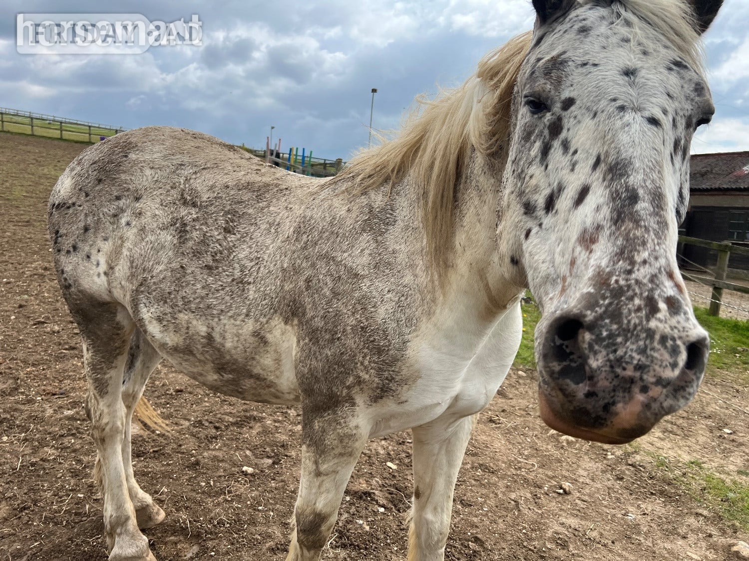 Horse sharer wanted 🐴 – 15.2 Clayton, nr Pyecombe/Hassocks