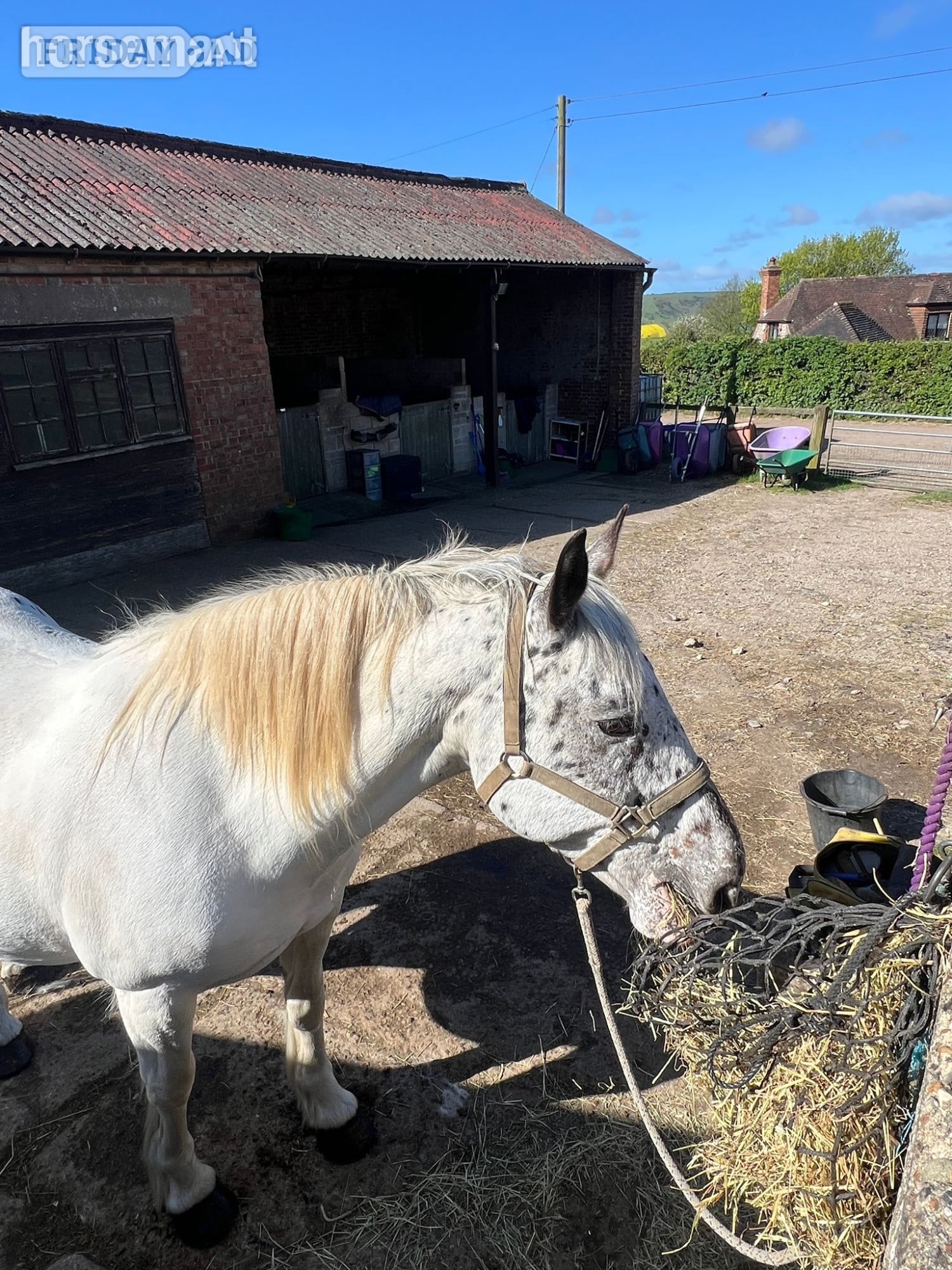 Hassocks Horse sharer wanted 🐴 – 15.2 Clayton, nr Pyecombe/Hassocks