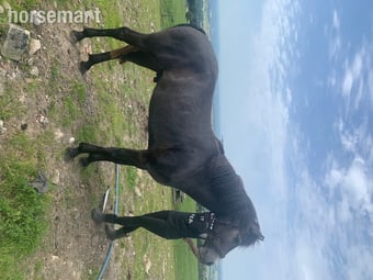 "Kilcrona dancer" Mouse Dun Gelding All Rounder