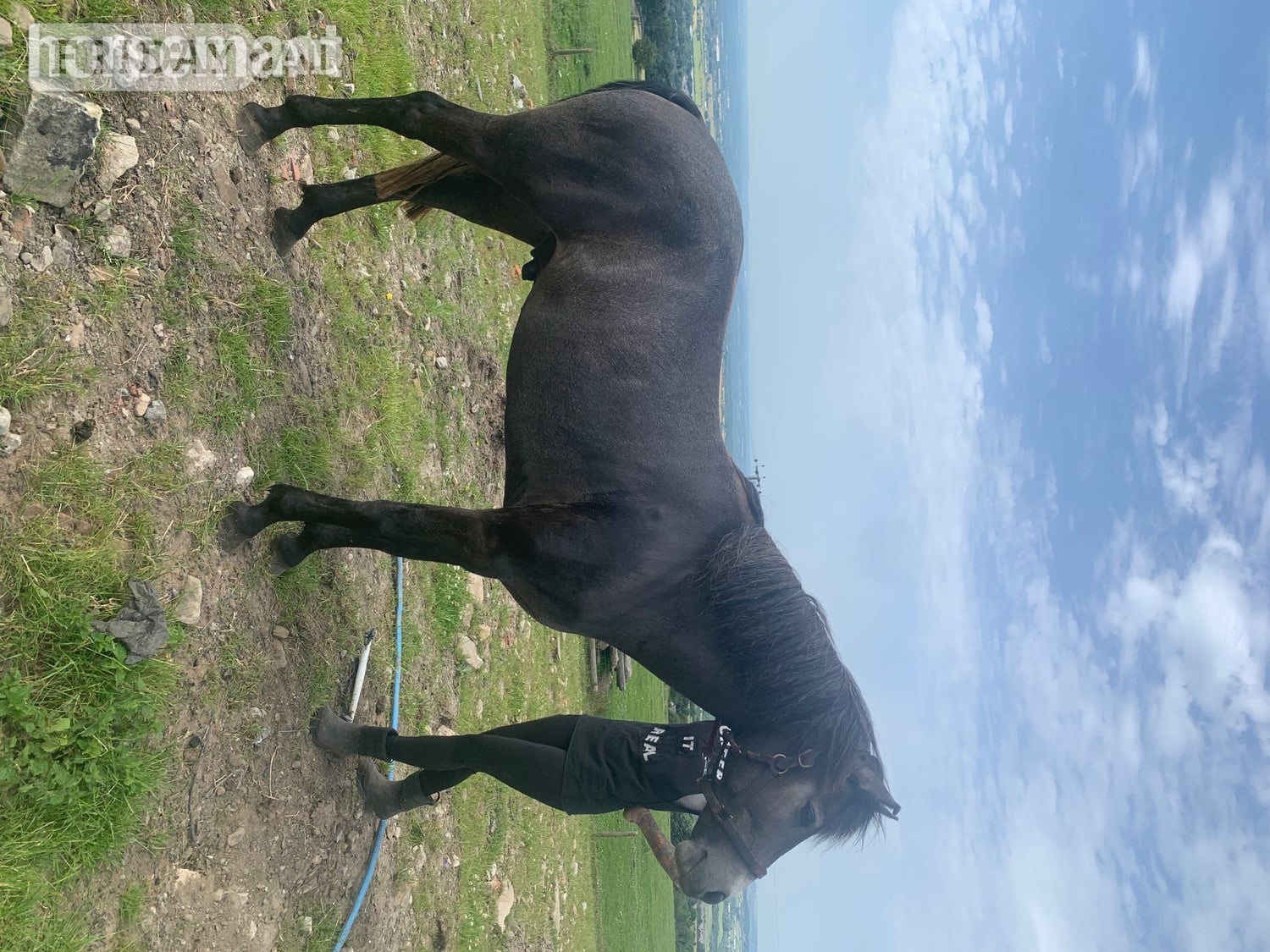 "Kilcrona dancer" Mouse Dun Gelding All Rounder in Bolton