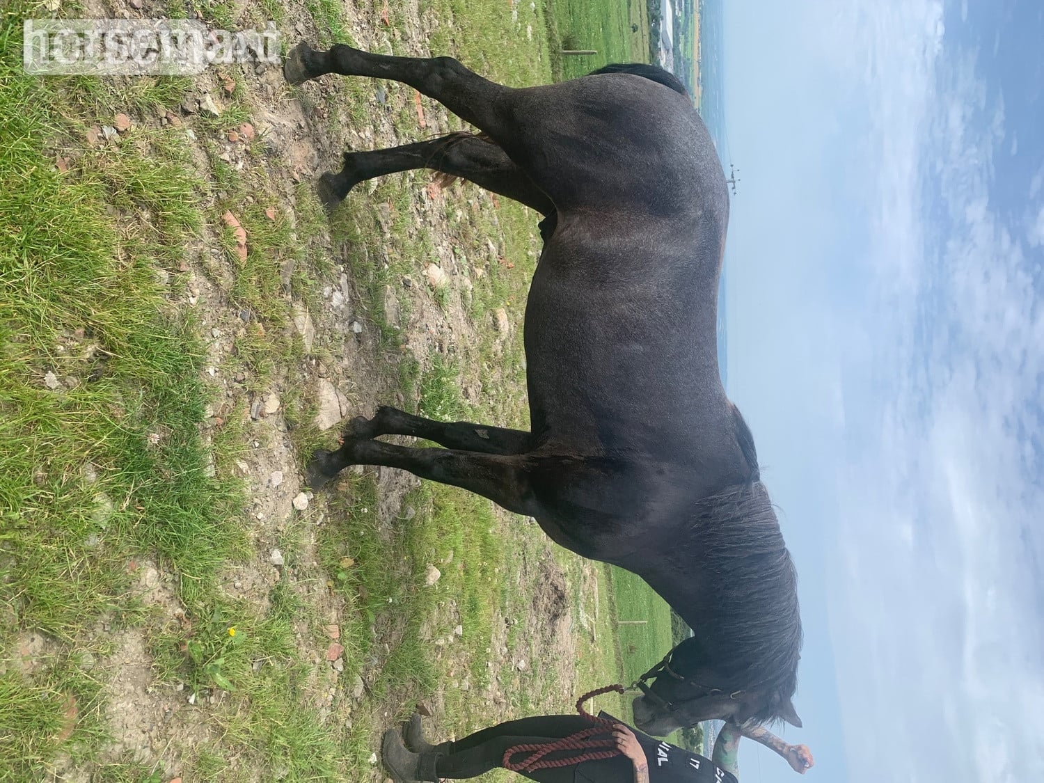 "Kilcrona dancer" Mouse Dun Gelding All Rounder