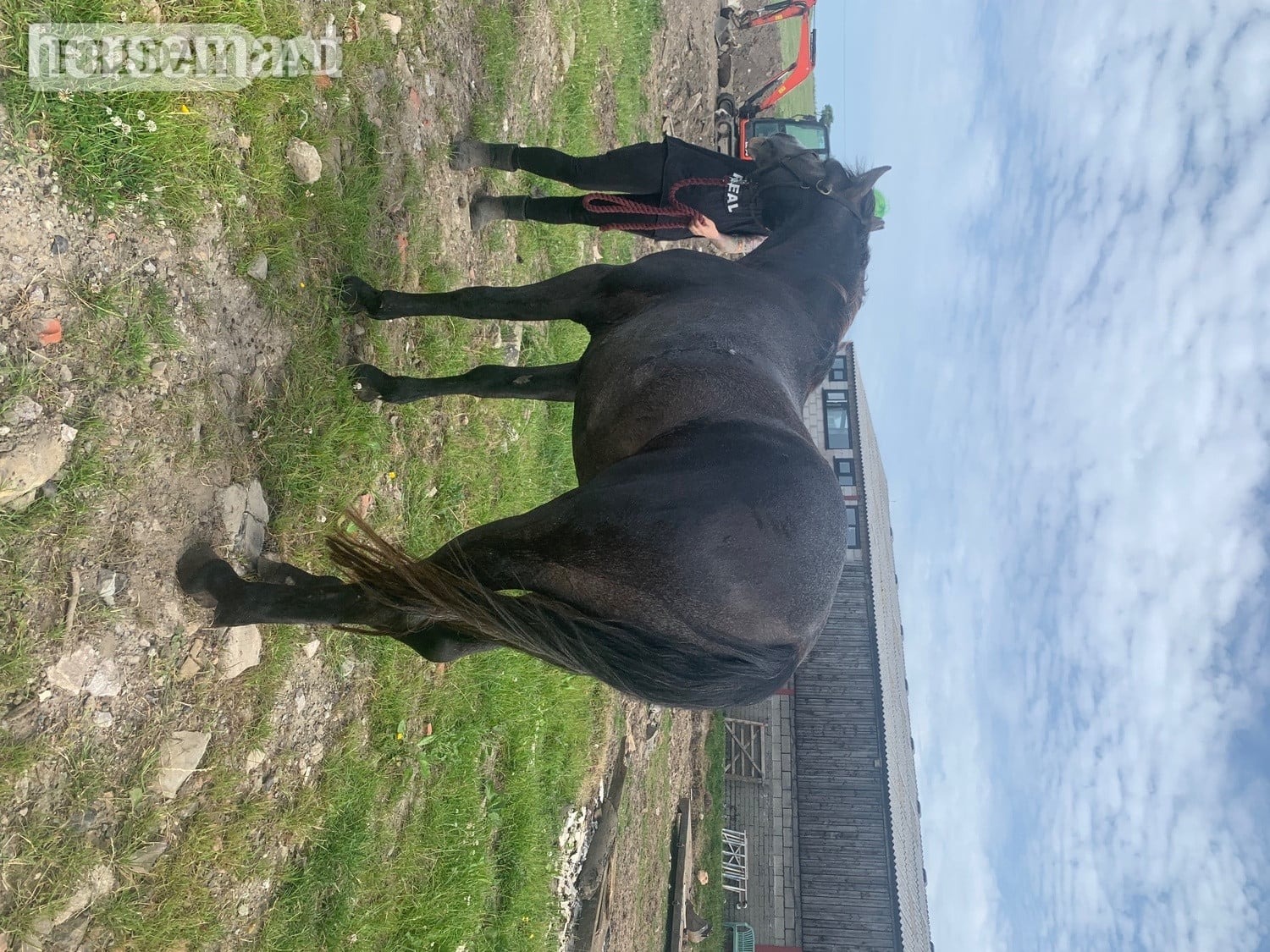 Bolton "Kilcrona dancer" Mouse Dun Gelding All Rounder
