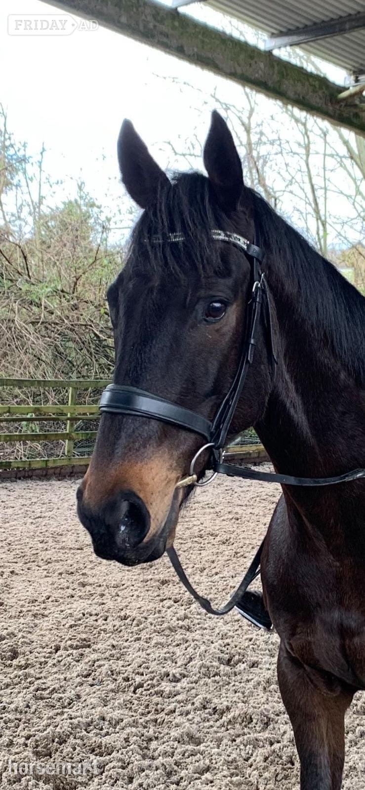 "Bear" Dark Bay Gelding Ex Racehorse in Wrexham