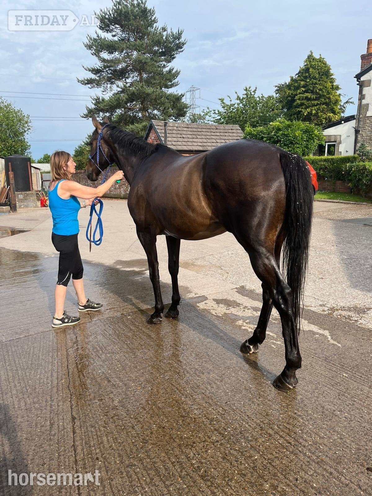 Wrexham "Bear" Dark Bay Gelding Ex Racehorse