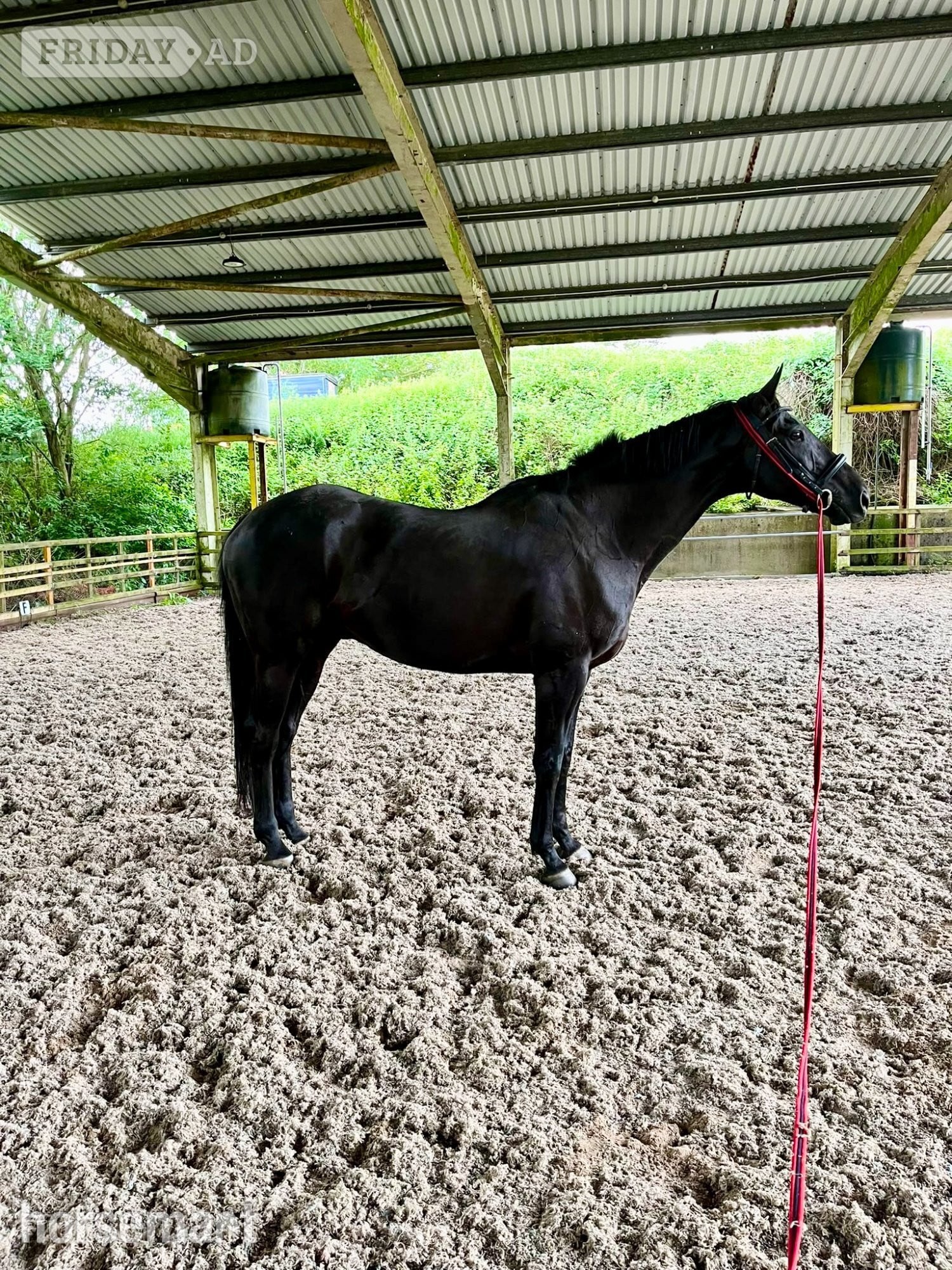 "Bear" Dark Bay Gelding Ex Racehorse - Horses in Wrexham