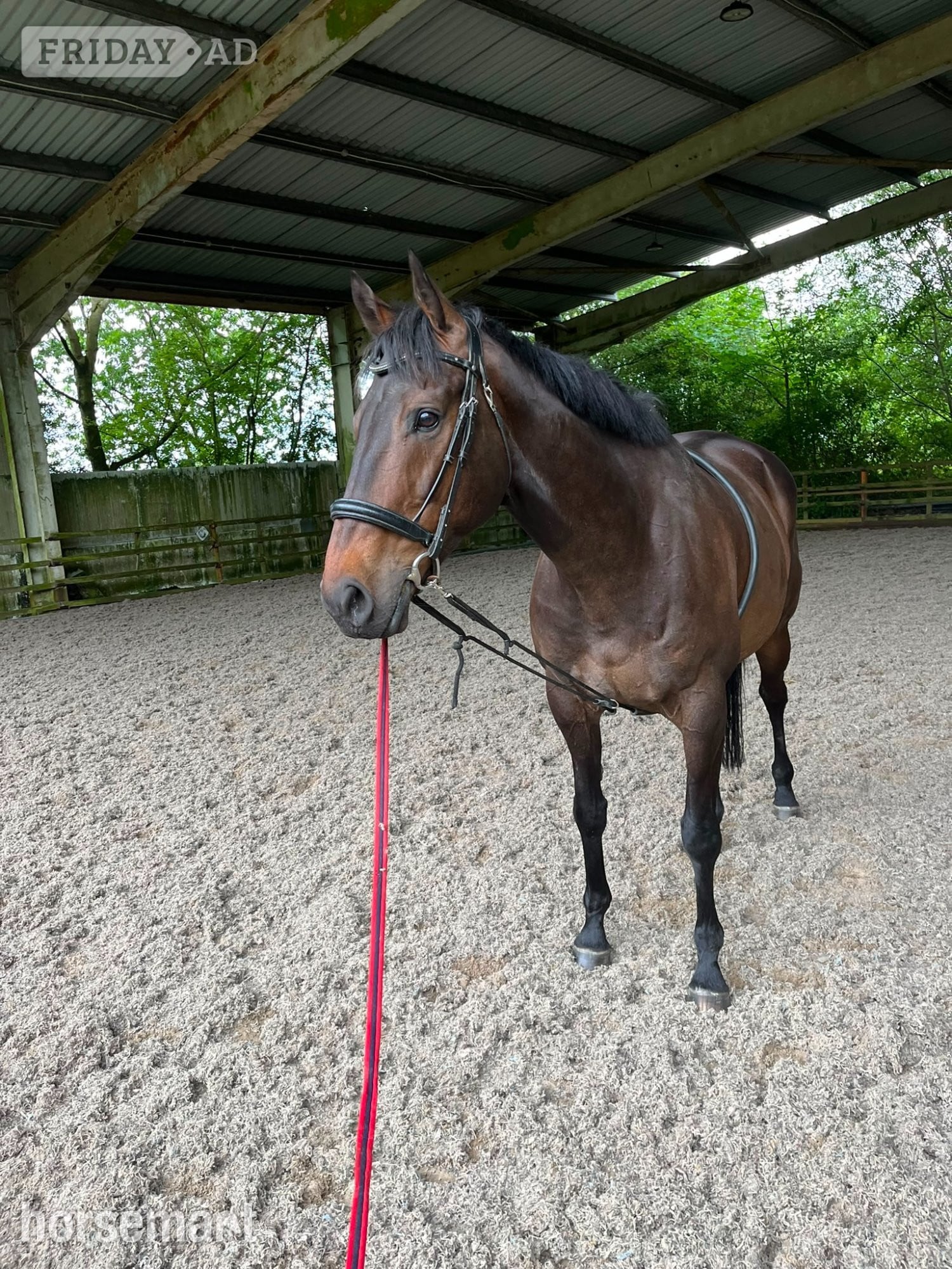 "Bear" Dark Bay Gelding Ex Racehorse - Horses
