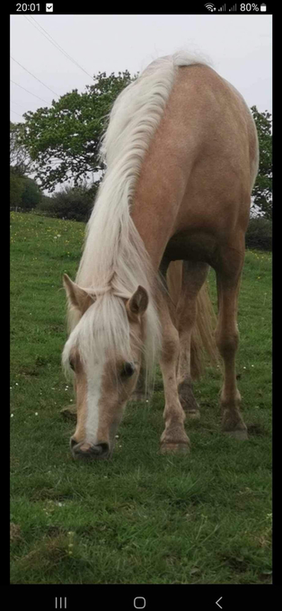 "Doylan Golden Dreamer " Palomino Mare Project Horse