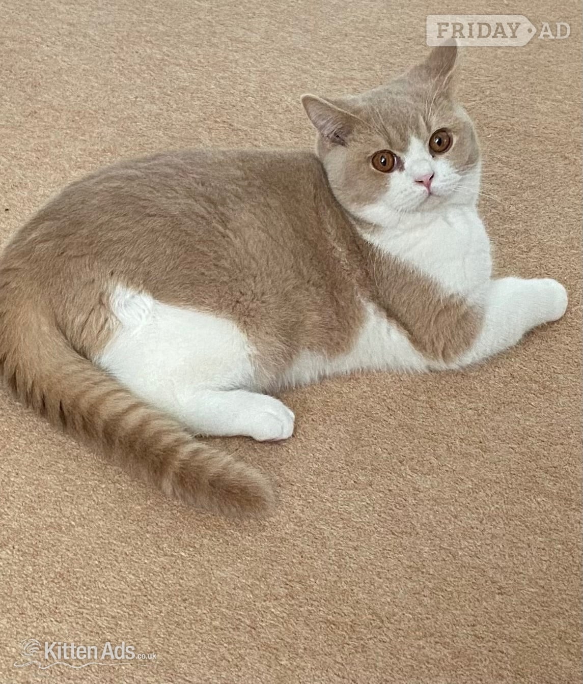 British Shorthaired Kittens available  in Tamworth