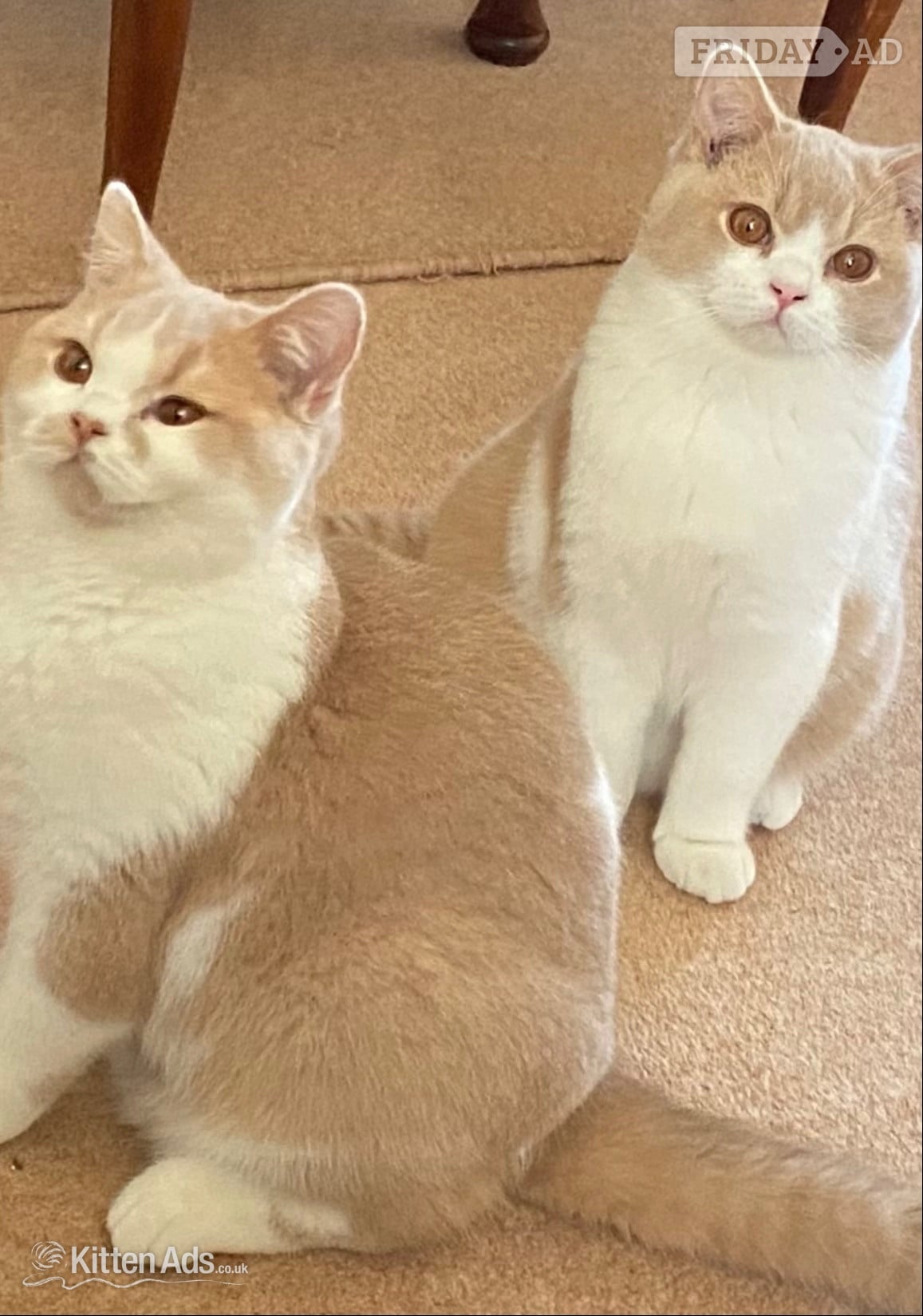 British Shorthaired Kittens available 