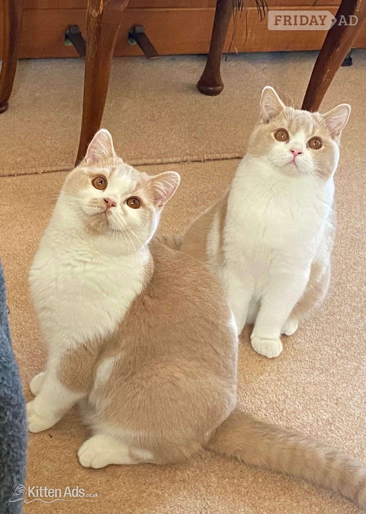 Tamworth British Shorthaired Kittens available 