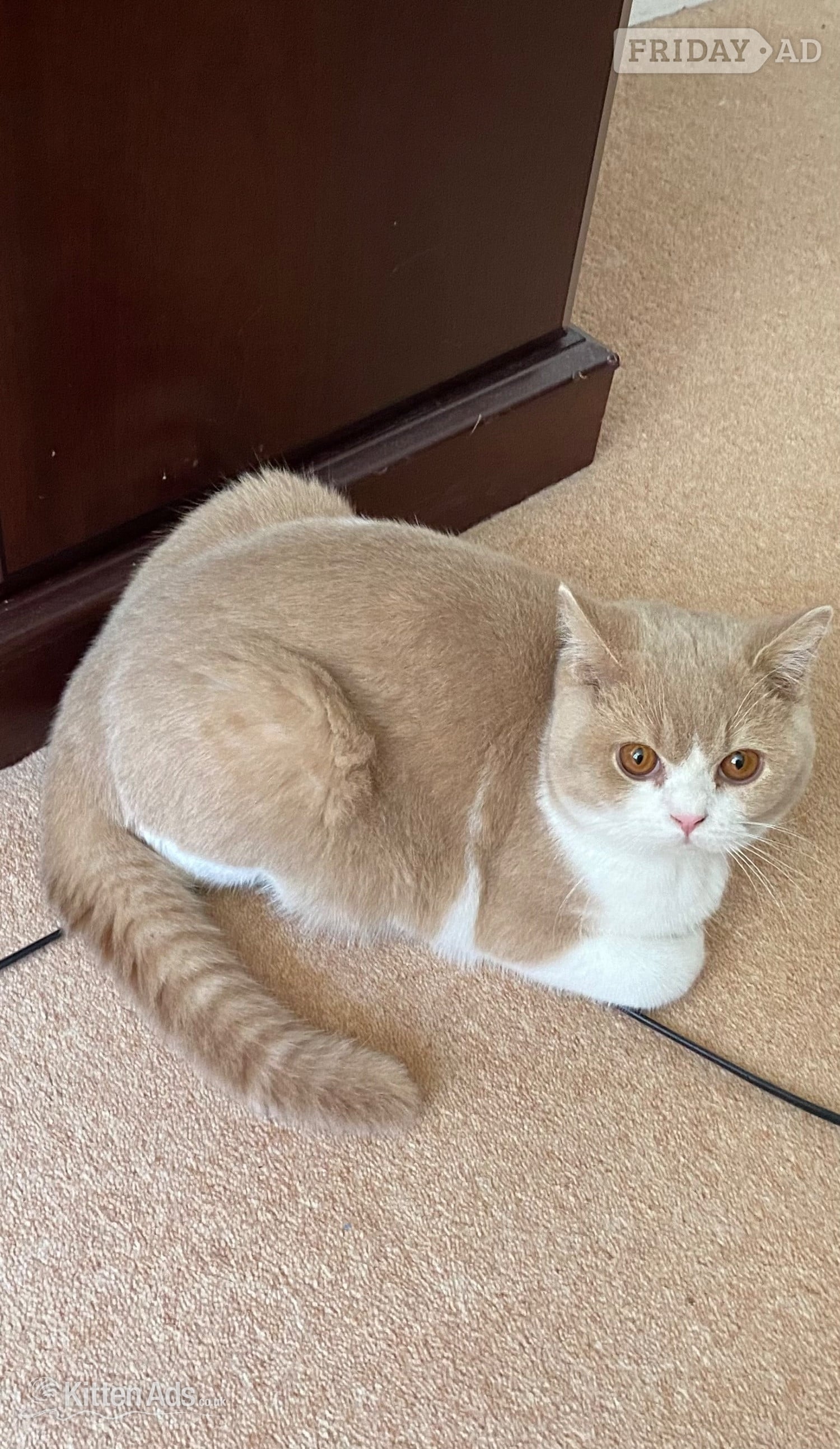 British Shorthaired Kittens available  - Cats & Kittens in Tamworth