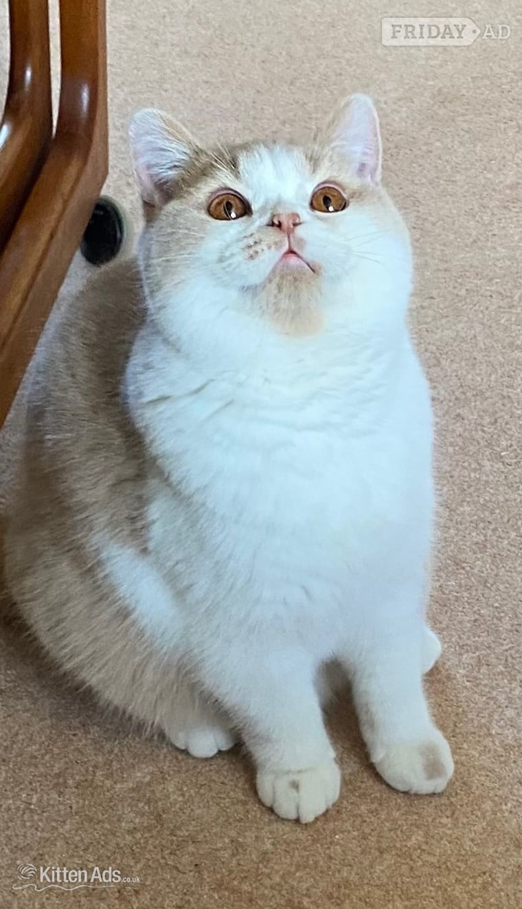 British Shorthaired Kittens available  - Cats & Kittens