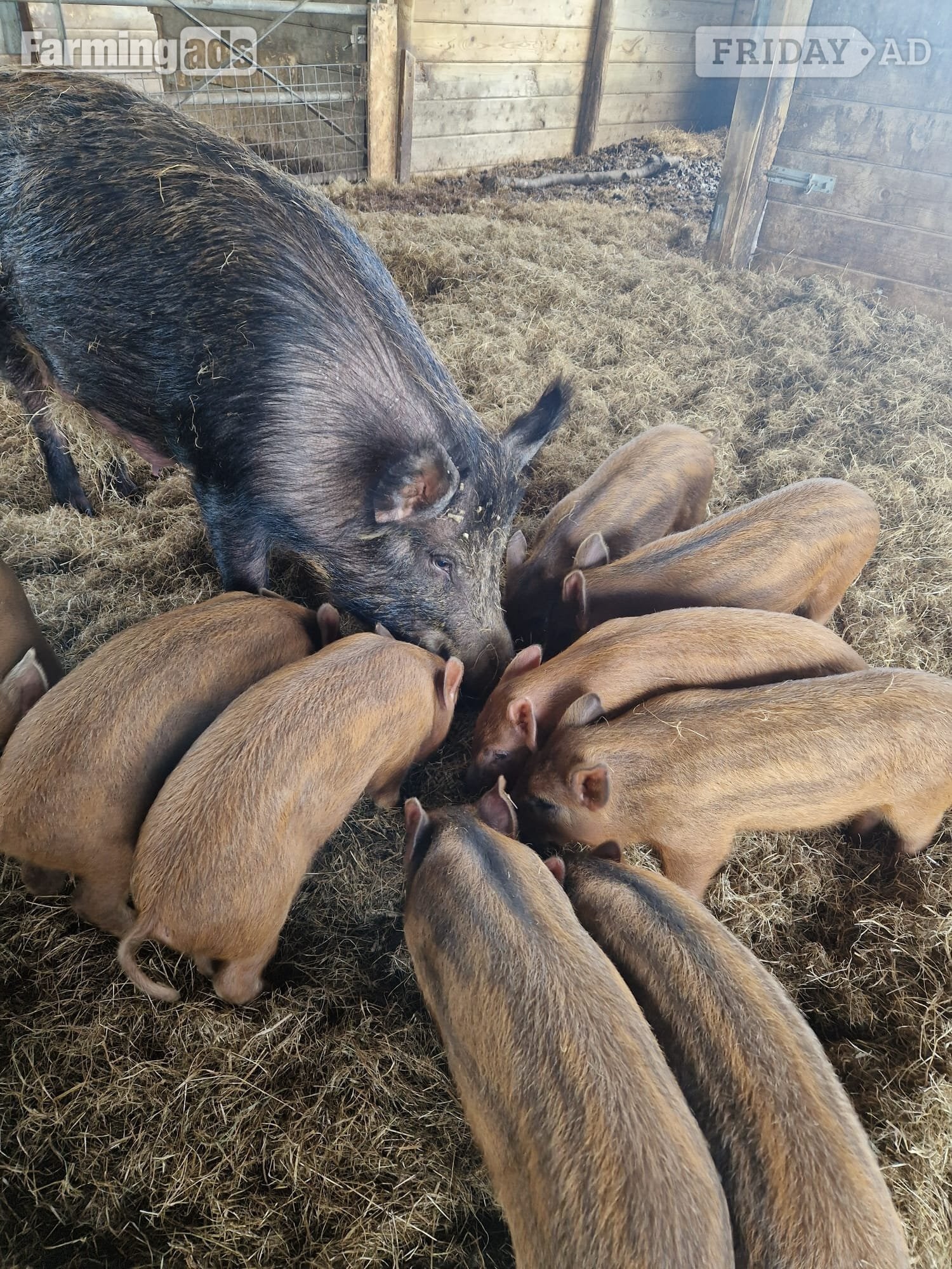 Organic Iron Age (Tamworth x Wild Boar) weaners (boar) in Templecombe