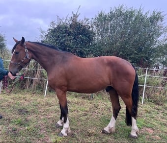 "Walter" Bay Gelding Young Sport Horse