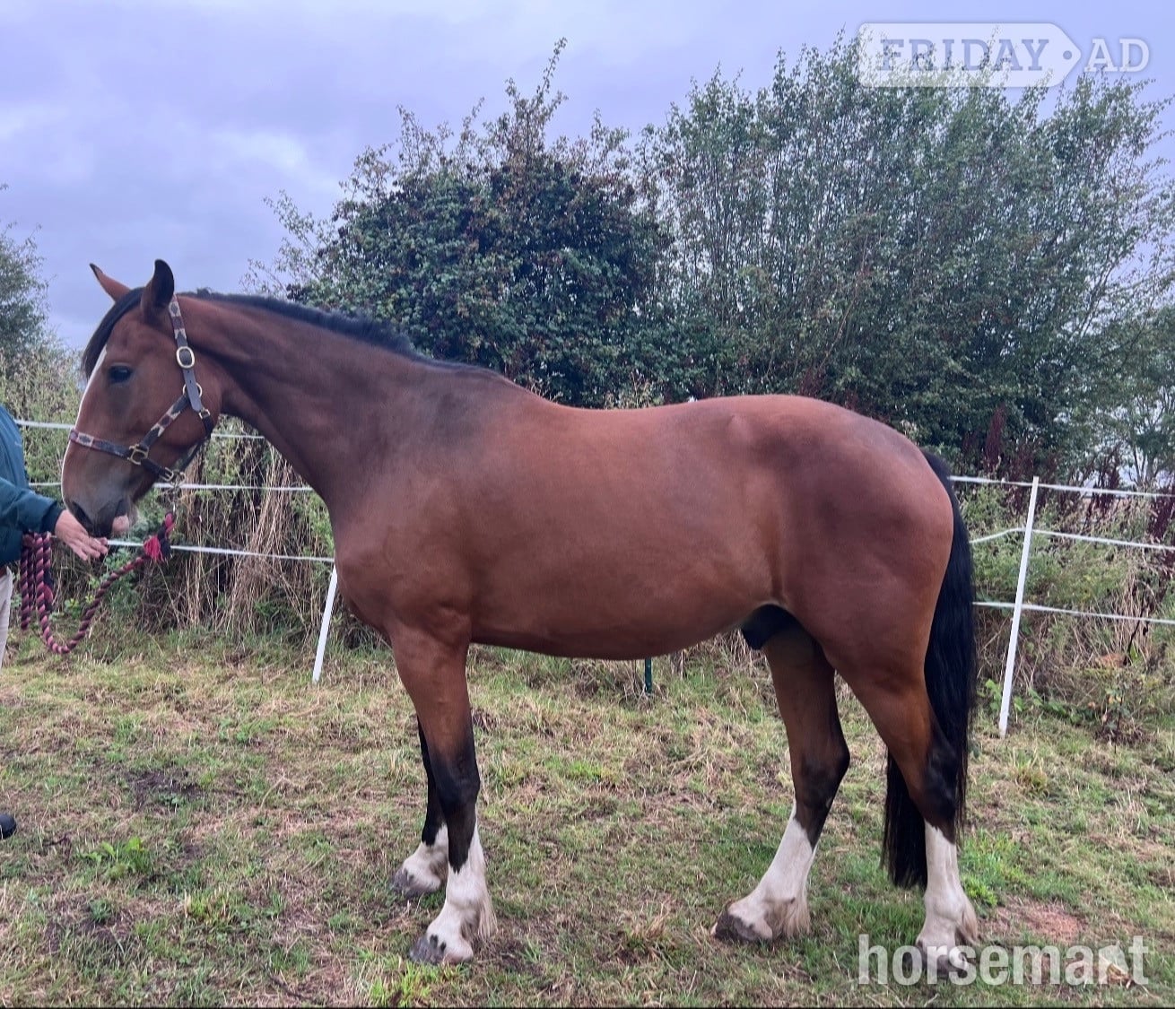 "Walter" Bay Gelding Young Sport Horse in Neston