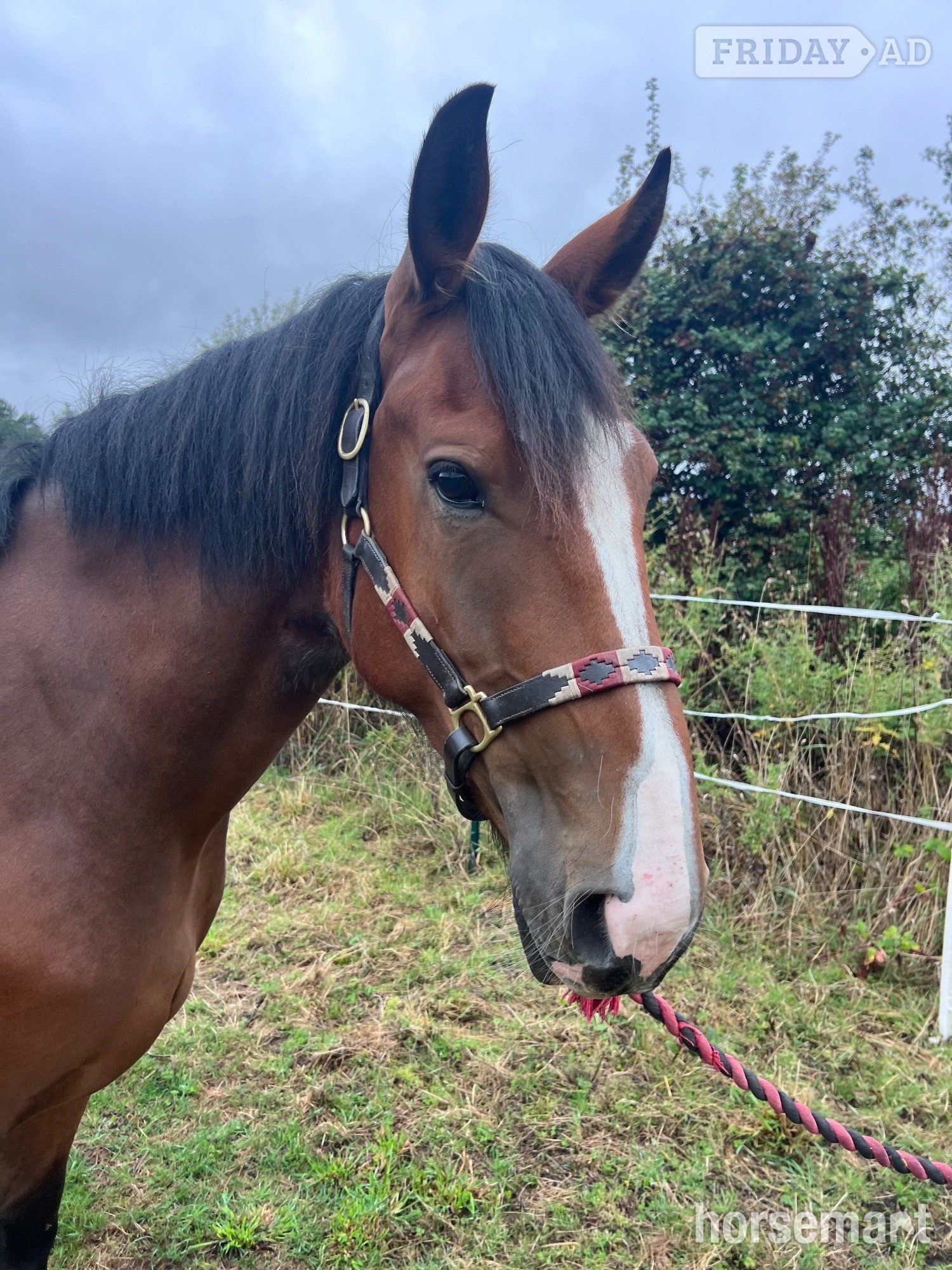 "Walter" Bay Gelding Young Sport Horse