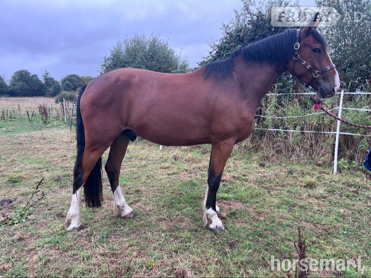 Neston "Walter" Bay Gelding Young Sport Horse