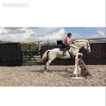 "Matter or fact" Grey Gelding Project Horse