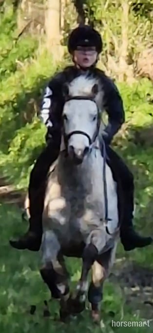 "Freddie" Grey Gelding Lead Rein/First Ridden Pony