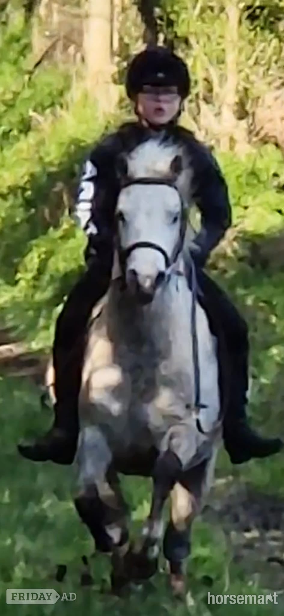 "Freddie" Grey Gelding Lead Rein/First Ridden Pony in Shrewsbury