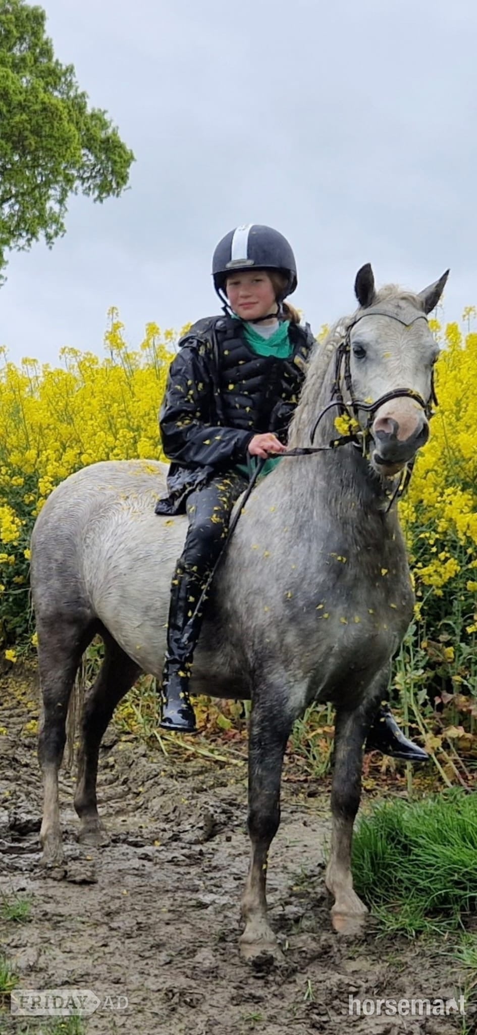 "Freddie" Grey Gelding Lead Rein/First Ridden Pony