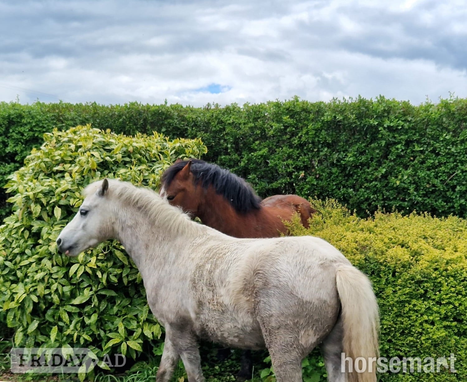 Shrewsbury "Freddie" Grey Gelding Lead Rein/First Ridden Pony