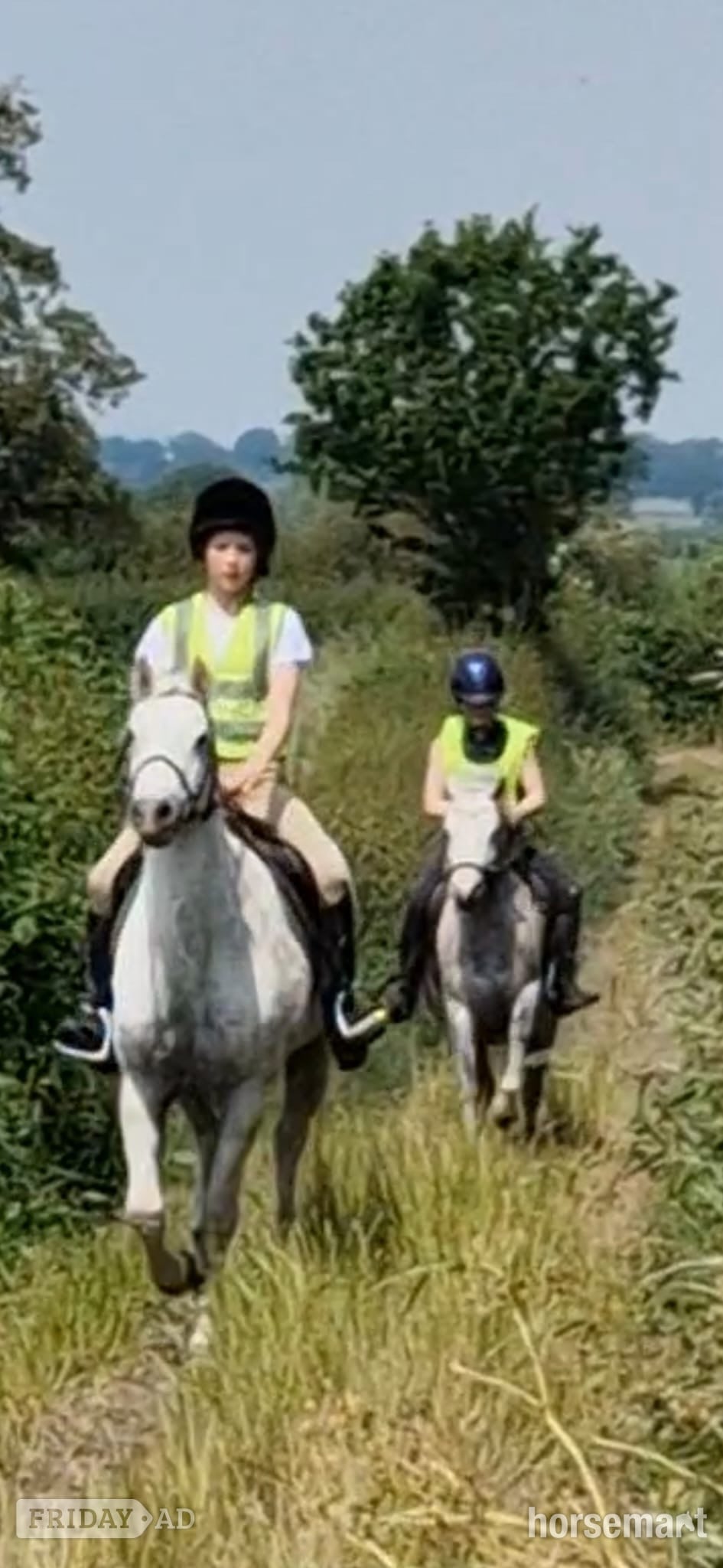 "Freddie" Grey Gelding Lead Rein/First Ridden Pony - Horses in Shrewsbury