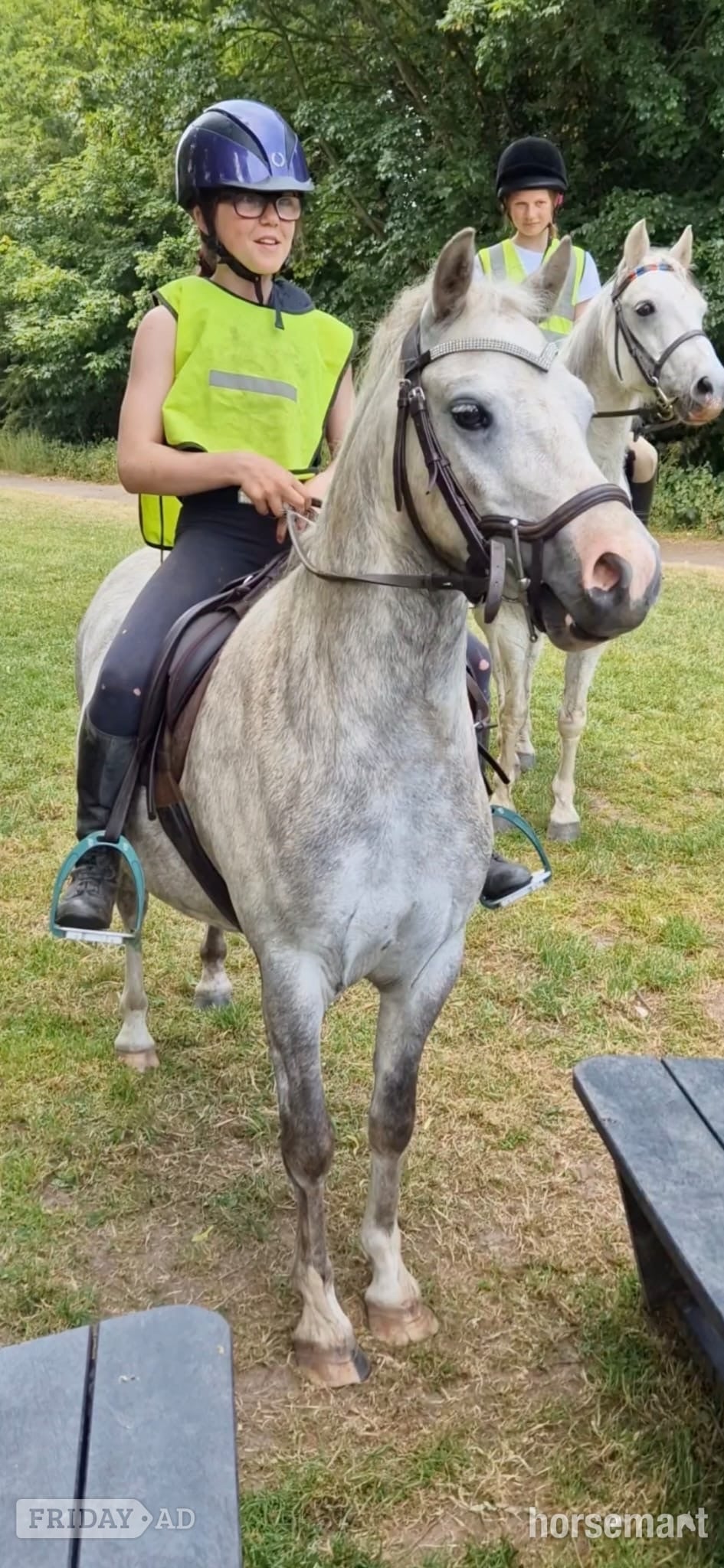 "Freddie" Grey Gelding Lead Rein/First Ridden Pony - Horses