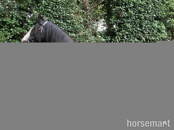 "Casper" Other Colour Gelding Cob/Heavy Horse