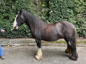 "Casper" Other Colour Gelding Cob/Heavy Horse
