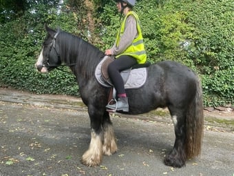 "Casper" Other Colour Gelding Cob/Heavy Horse