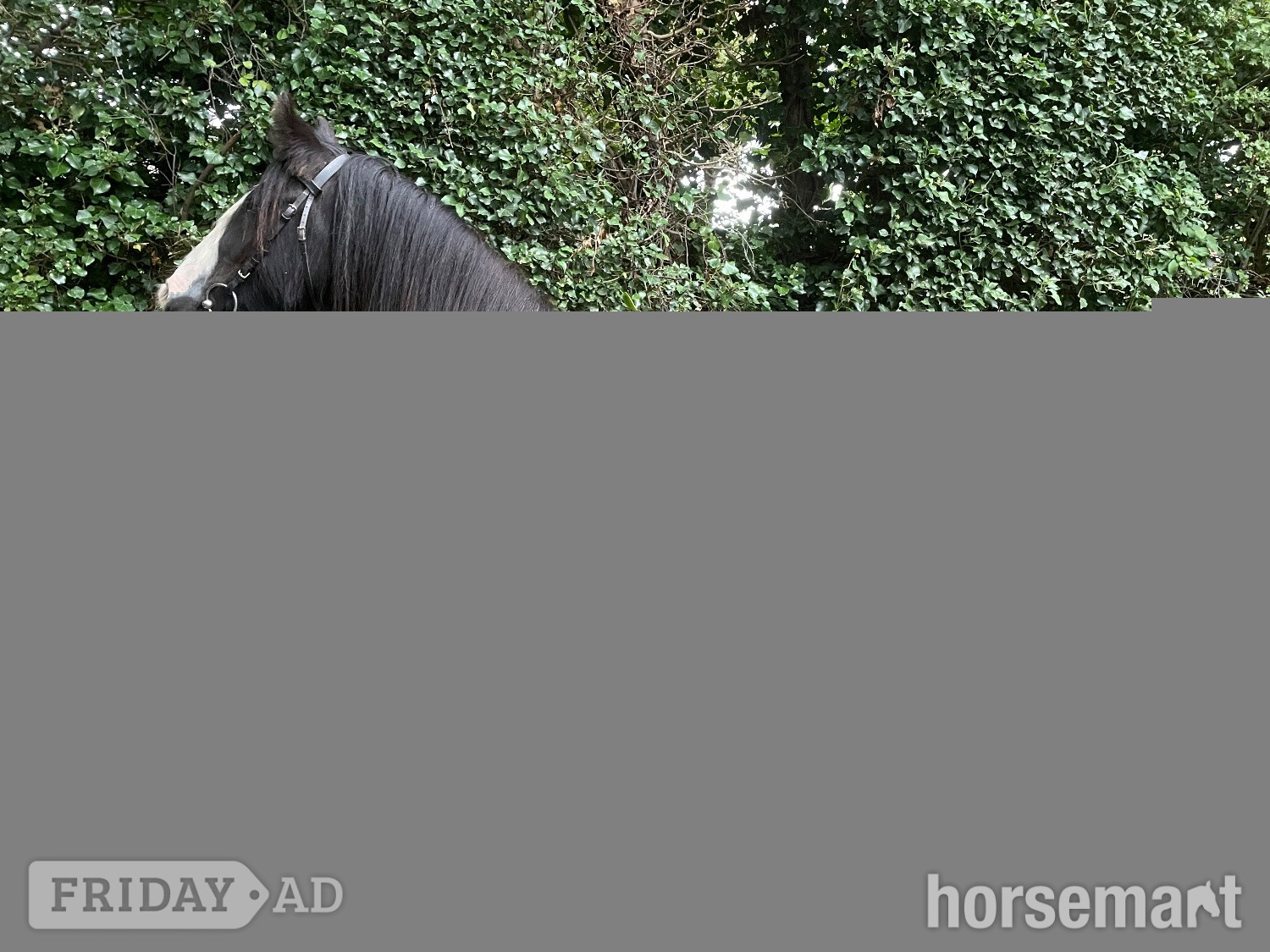 "Casper" Other Colour Gelding Cob/Heavy Horse in Chester