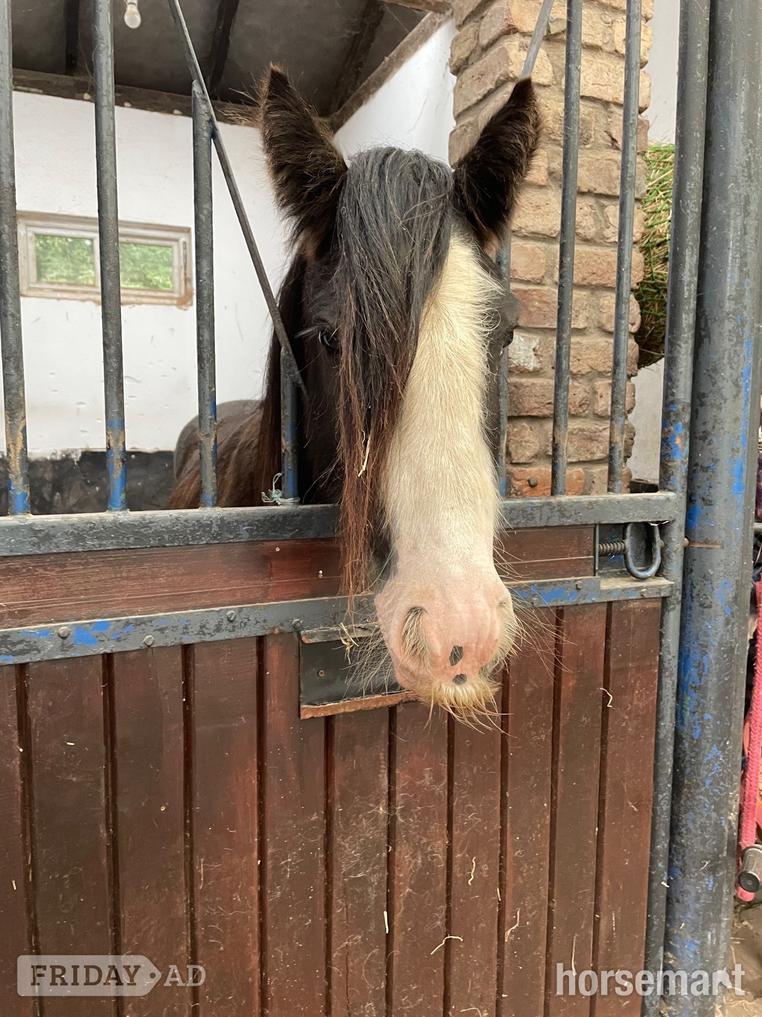 Chester "Casper" Other Colour Gelding Cob/Heavy Horse