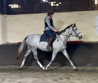 "Senorita" Grey Mare Ex Racehorse