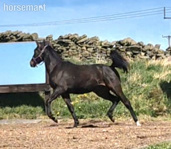 "Amalfi" Dark Bay Gelding Dressage Horse