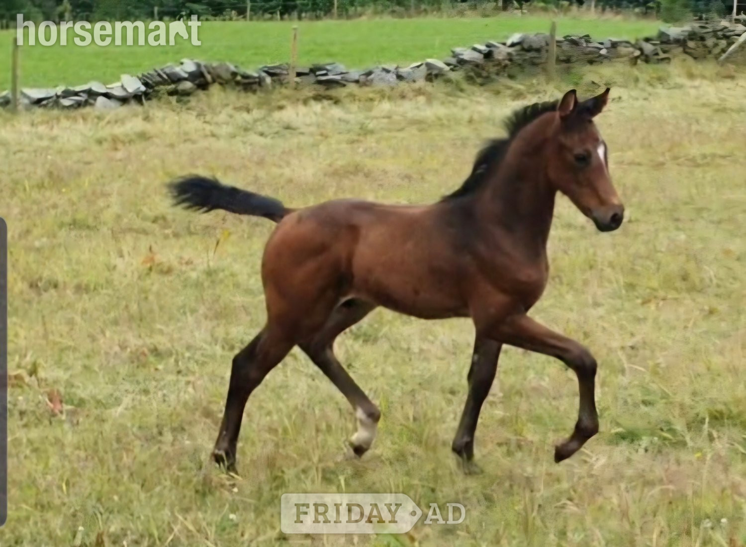 "Amalfi" Dark Bay Gelding Dressage Horse