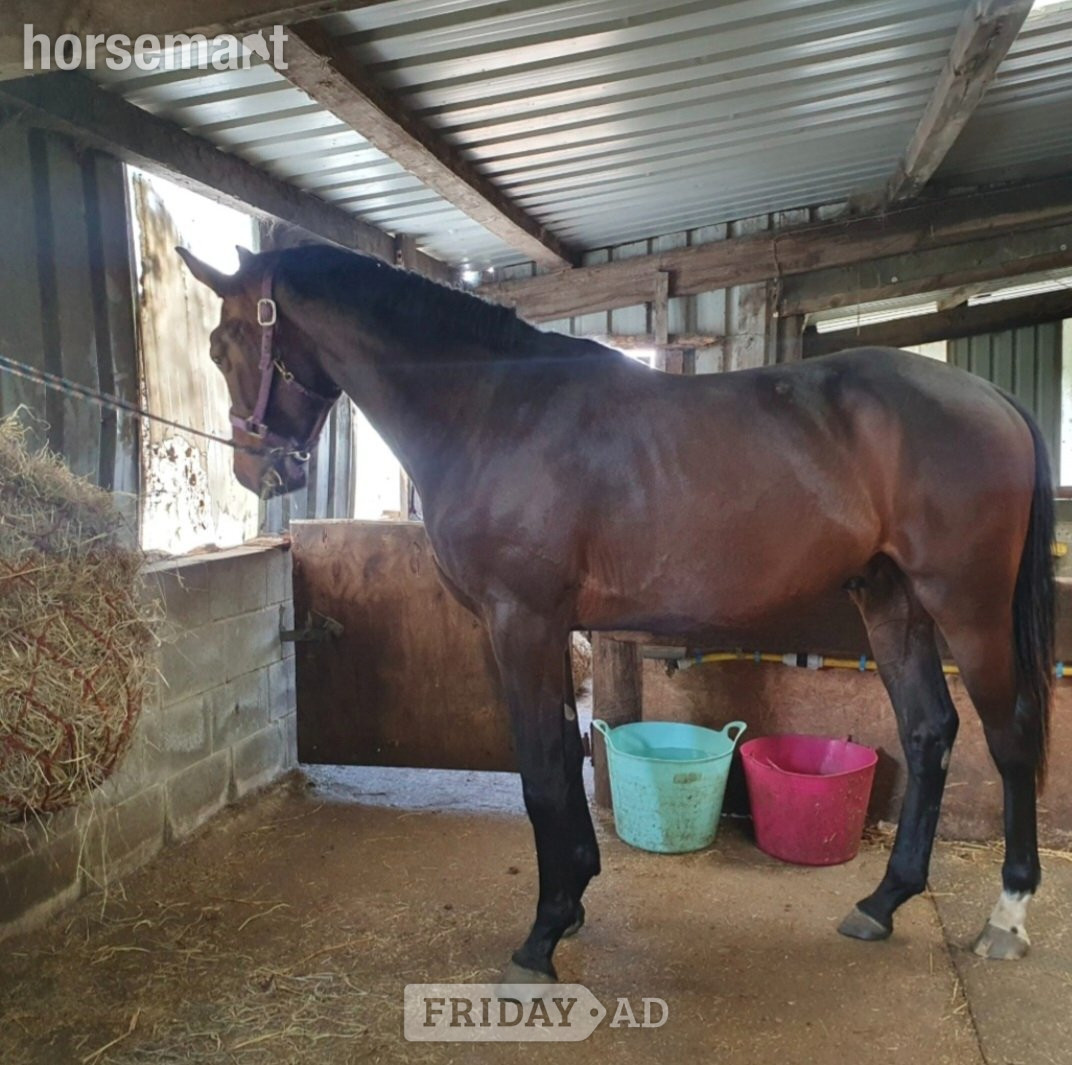 Huddersfield "Amalfi" Dark Bay Gelding Dressage Horse