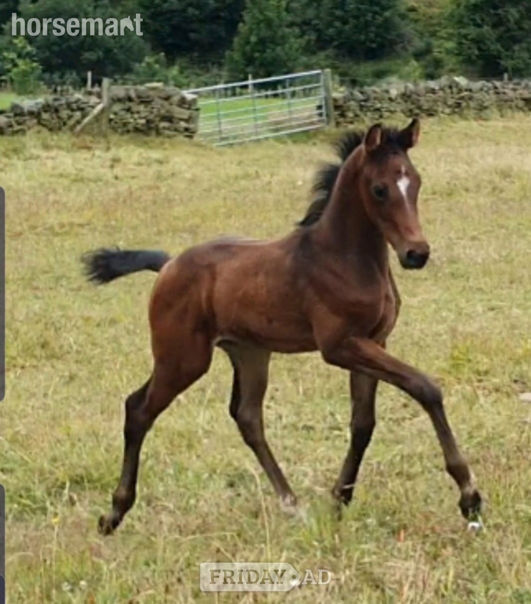 "Amalfi" Dark Bay Gelding Dressage Horse - Horses in Huddersfield