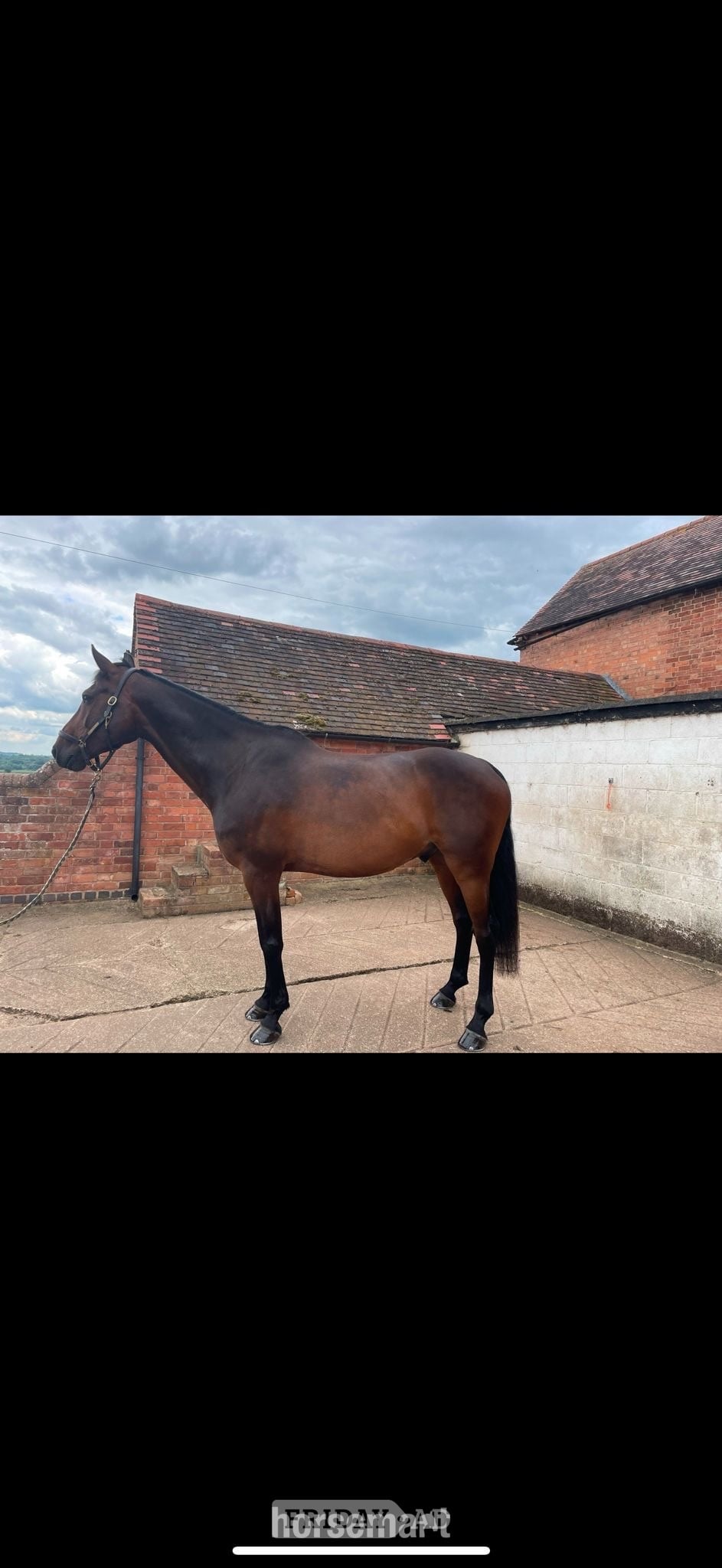 Kenilworth Jachson – Quality Allrounder Available for Part Loan