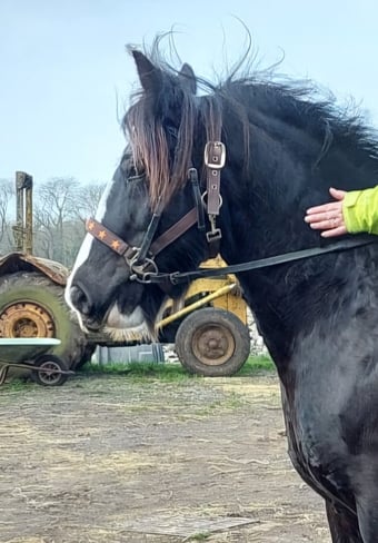 "Molly" Dark Bay Mare Family Horse