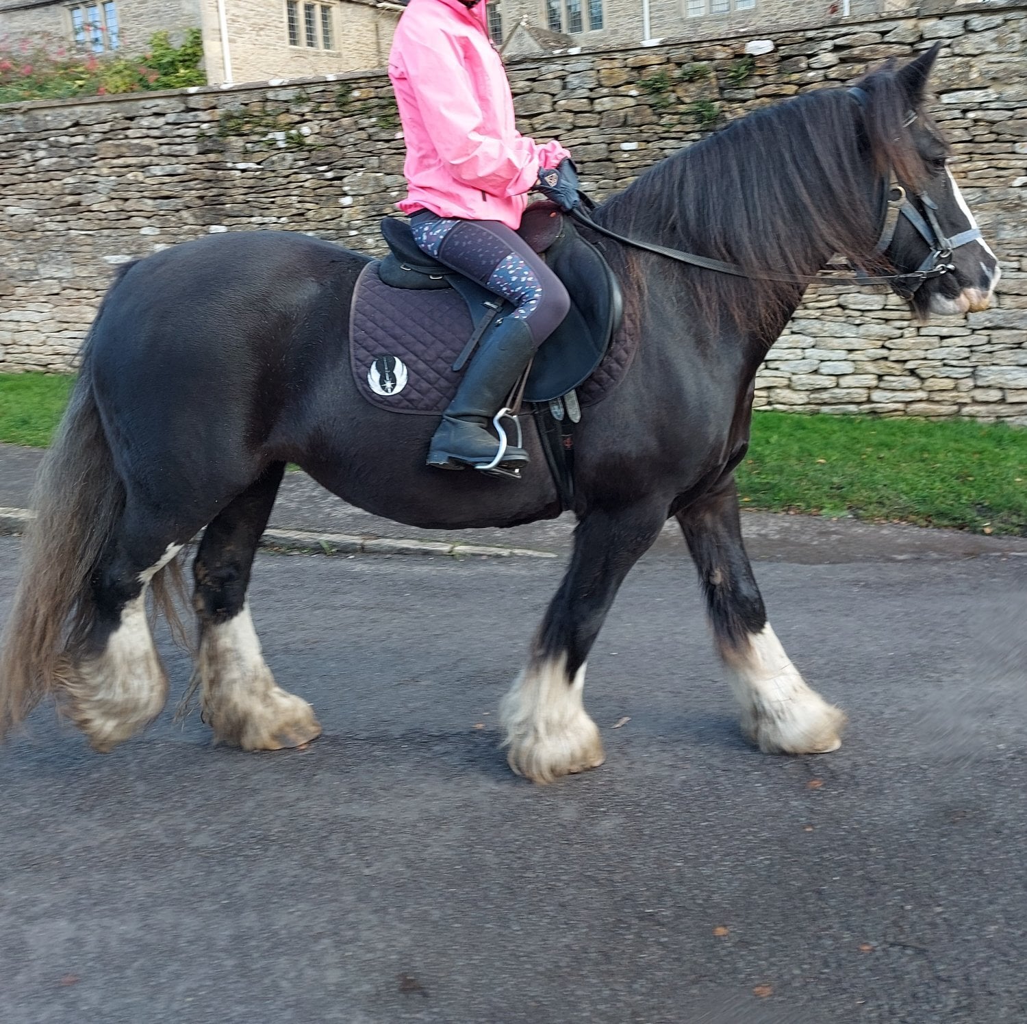 "Molly" Dark Bay Mare Family Horse