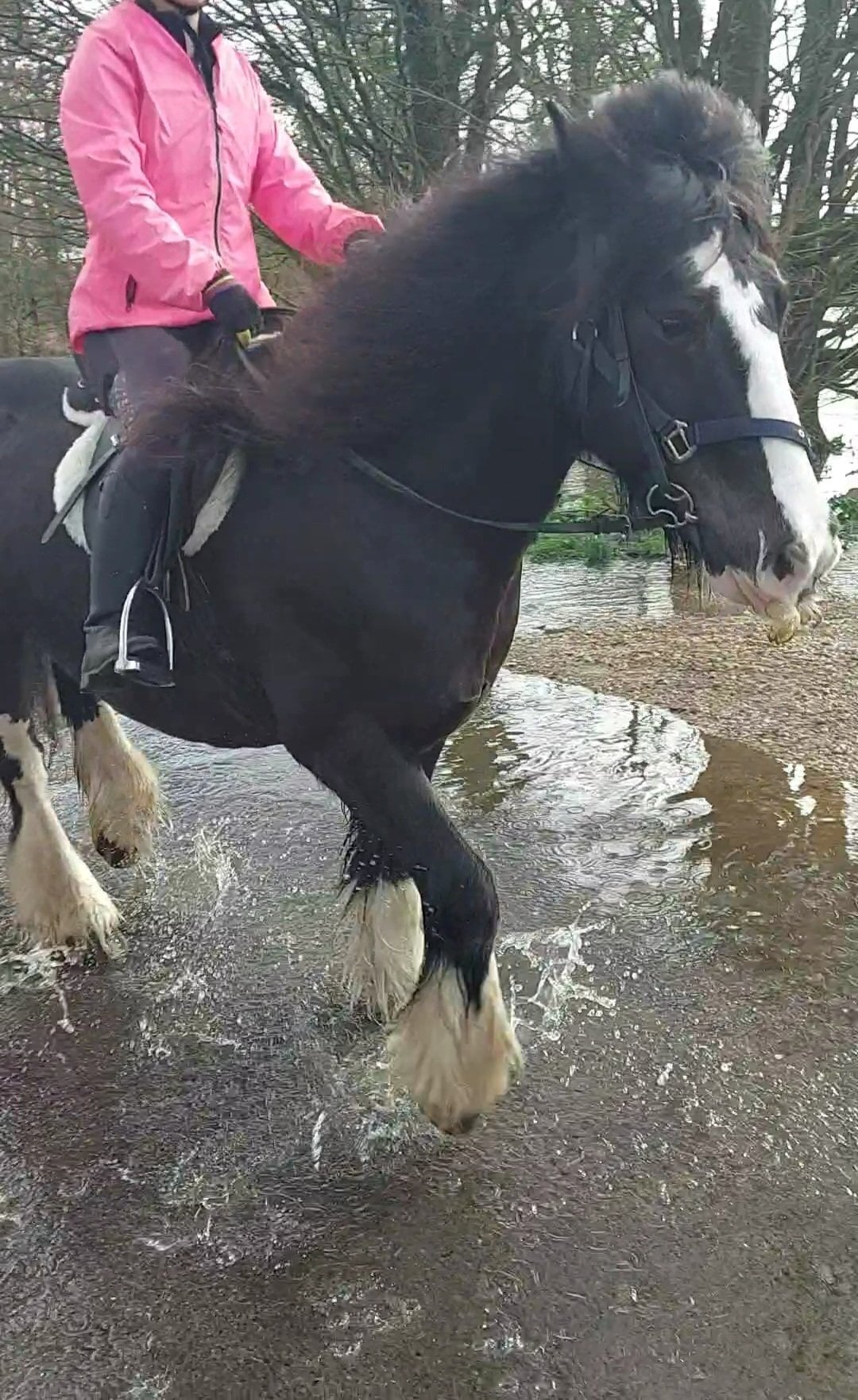 Holt "Molly" Dark Bay Mare Family Horse